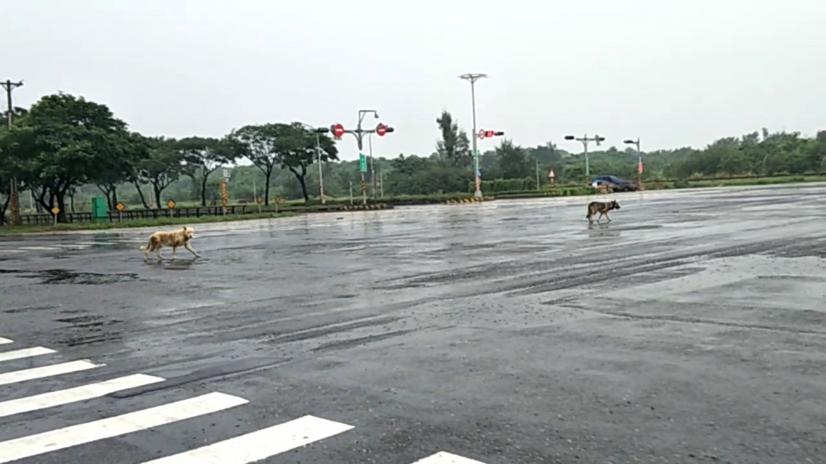 兩隻家犬數次來到工業區「獵殺」，呂小姐希望飼主能執行承諾，確實管理。呂小姐/提供