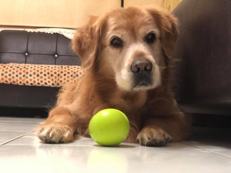 林小姐從醫生口中得知,養了6年的愛犬Dobe體內「大有玄機」,因此想幫Dobe尋找前任飼主。林小姐/提供