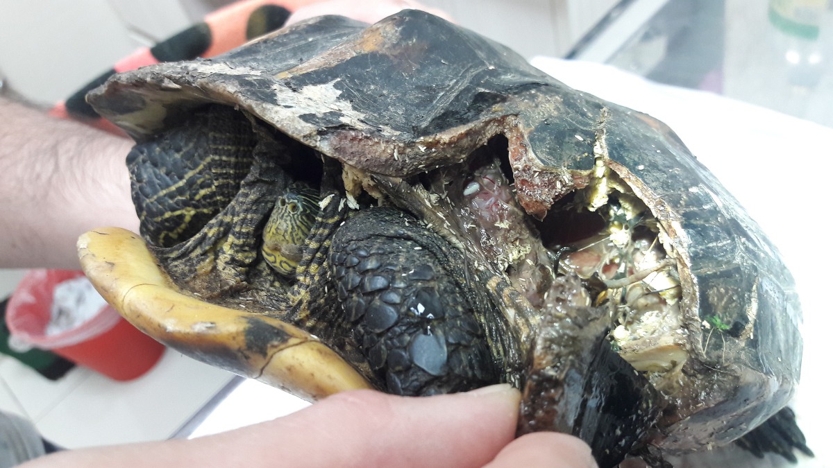這隻30歲的龜媽媽，龜殼破掉，傷口嚴重感染，最後不幸離世。志工/提供
