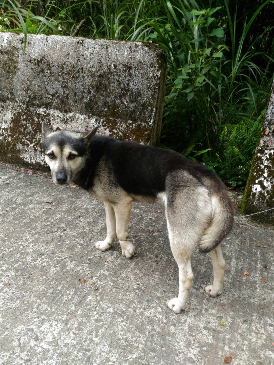 新北市烏來區有隻浪犬誤觸鋼索陷阱，新北市動保處動保員與通報民眾合力救援。新北市動保處/提供
