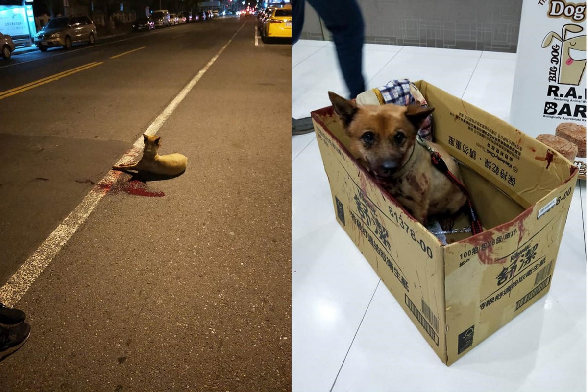 肇事車主說要幫黃狗「大富」轉院至嘉義,沒想到等呂小姐找到黃狗的飼主,才知道車主已經將狗丟到不知何處。呂小姐/提供