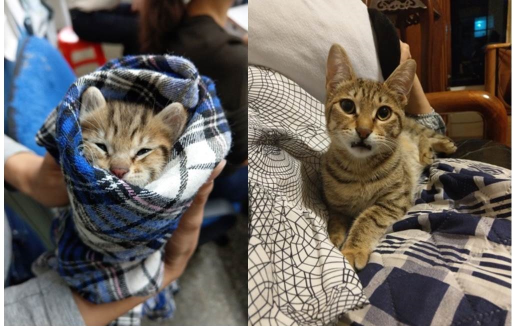 為了方便餵奶而被作成貓捲的「米糕」(左)，也健康長大成小美人了(右)。新北市動保處/提供