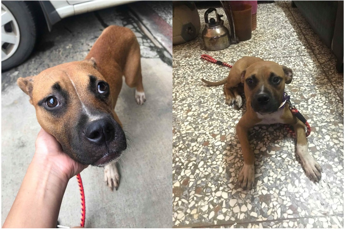 陳小姐表示，承辦人員未依程序掃晶片，就將一隻沒有結紮的母犬像丟垃圾一樣任意安置，既不尊重生命，也可能製造更多無辜生命。志工陳小姐/提供