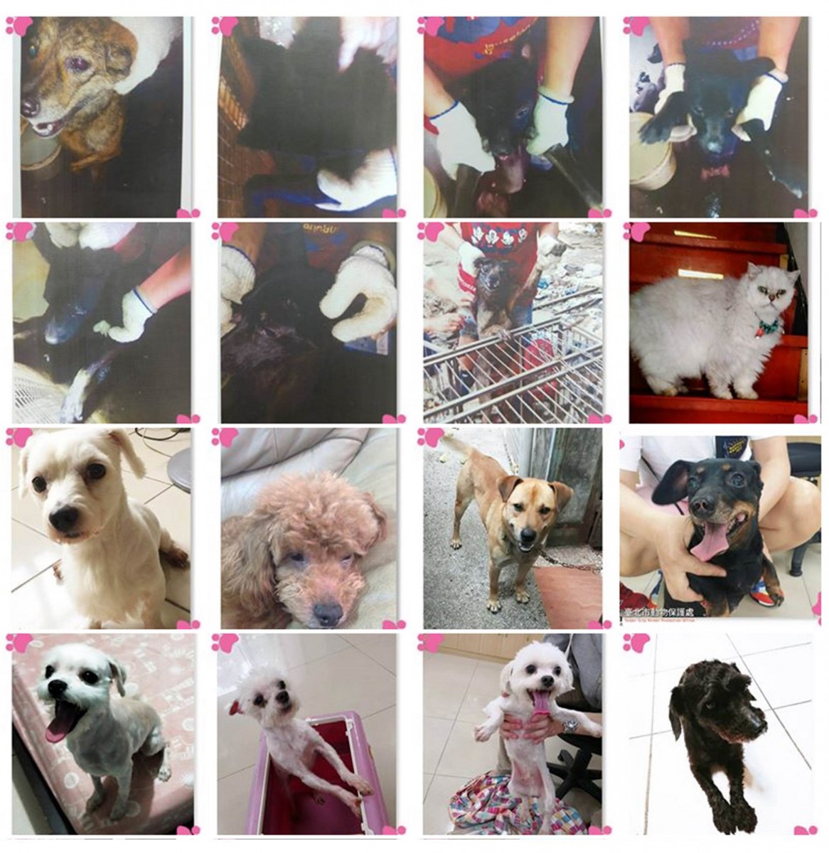 台北市動物之家官方粉絲團設有「動物讓渡專區」，讓被「不擬續養」的動物在進入動物之家以前，有機會被其它民眾認養。截取自臺北市動物之家官方粉絲團「因故不擬續養動物讓渡專區」