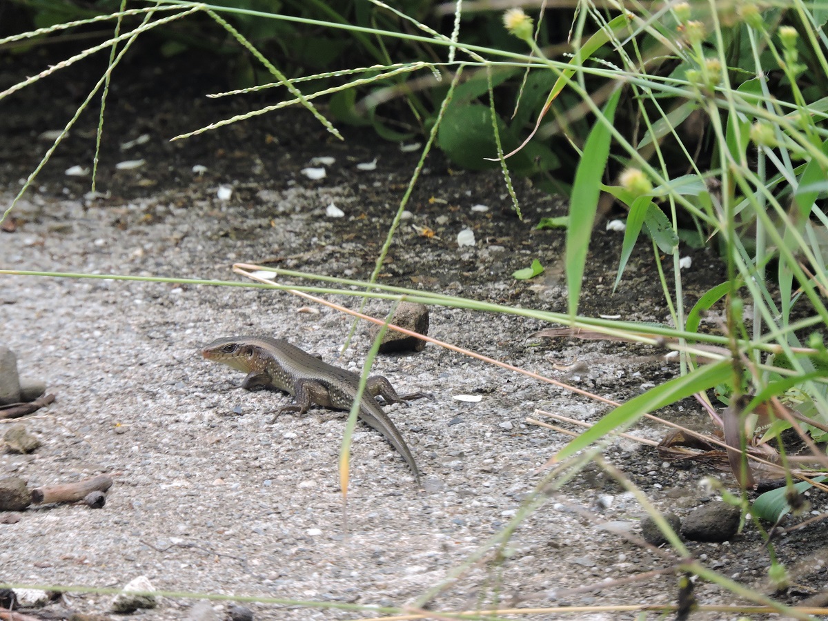 多線南蜥因背部陵線多於其它種類蜥蜴又來自南方而得名,不需冬眠且繁殖力驚人。鍾同學/提供