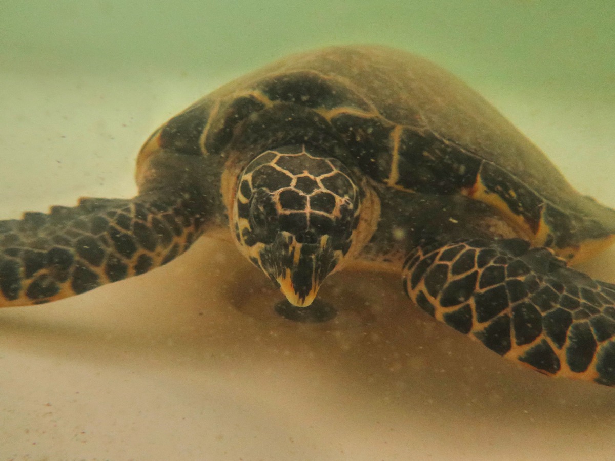 程一駿盼能取回「發報器」，已獲得更多關於「魷魚絲」的資訊。圖為野放前受海大照養中的「魷魚絲，資料照，海洋生態暨保育研究室/提供