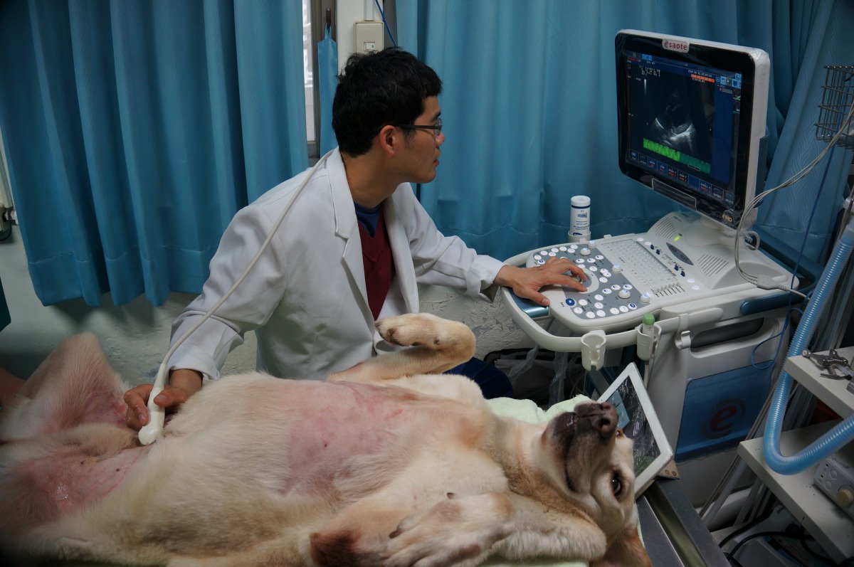 訓練有素的警犬乖乖躺著接受超音波檢查。新北市動保處/提供