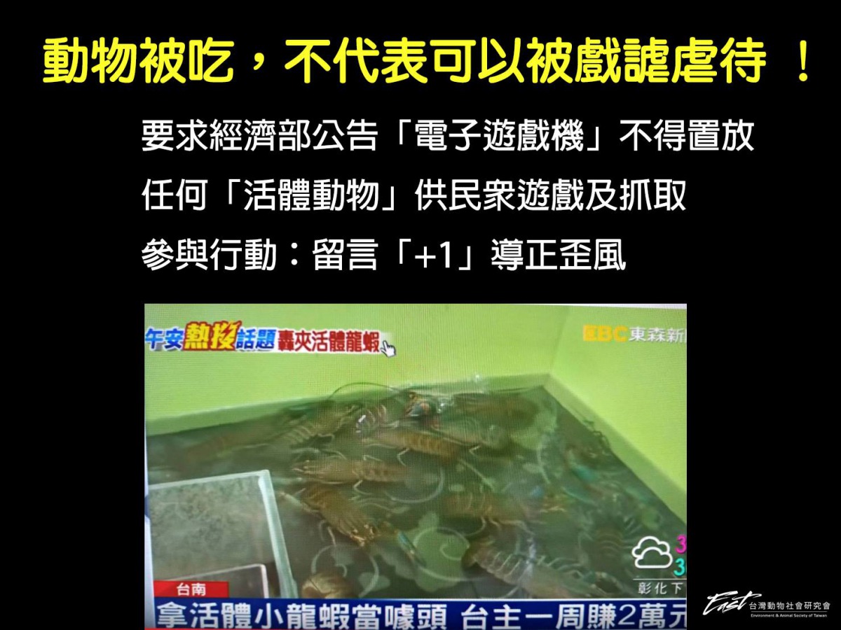 台灣動物社會研究會表示，人類食用動物，應懷抱感恩，正視動物也會痛苦的事實。台灣動物社會研究會/提供