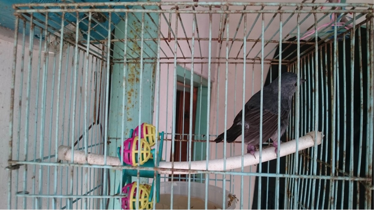這隻鉛色水鶇的生活環境惡劣，鉛色水鶇的鳥尾翼也嚴重受損，已被送至動物醫院檢查。保七總隊第七大隊/提供