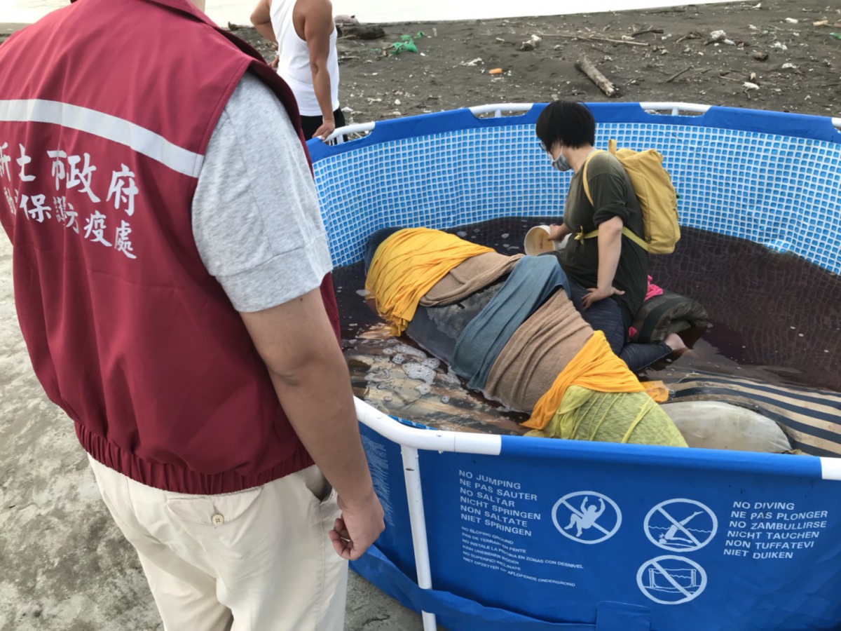 新北市八里區在上週四（5日）上演了一場鯨豚版的「即刻救援」。新北市動保處/提供