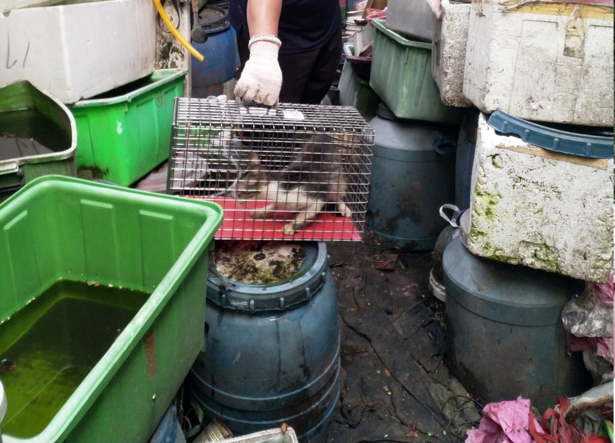 當日一共查獲12隻狗及1隻貓，皆已移置台北市動物之家，接受初步檢查、醫療、除蚤及收容照顧。台北市動保處/提供