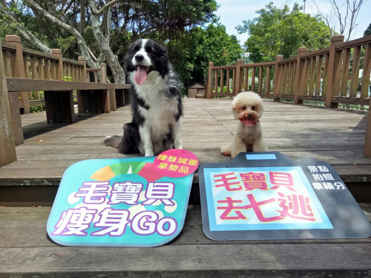 「毛寶貝去七逃」與另外2個「毛寶貝吃喝玩樂跑跳碰」系列活動皆歡迎全國飼主參與。新北市動保處/提供