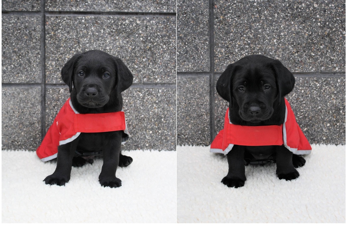 來自紐西蘭的Joe與Jason 正在徵求合適的寄養家庭。惠光導盲犬教育基金會/提供