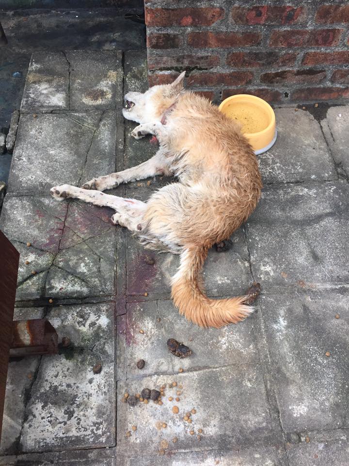 邱先生表示，狗狗被發現的當下全身發臭，一地都是排洩物。邱先生/提供