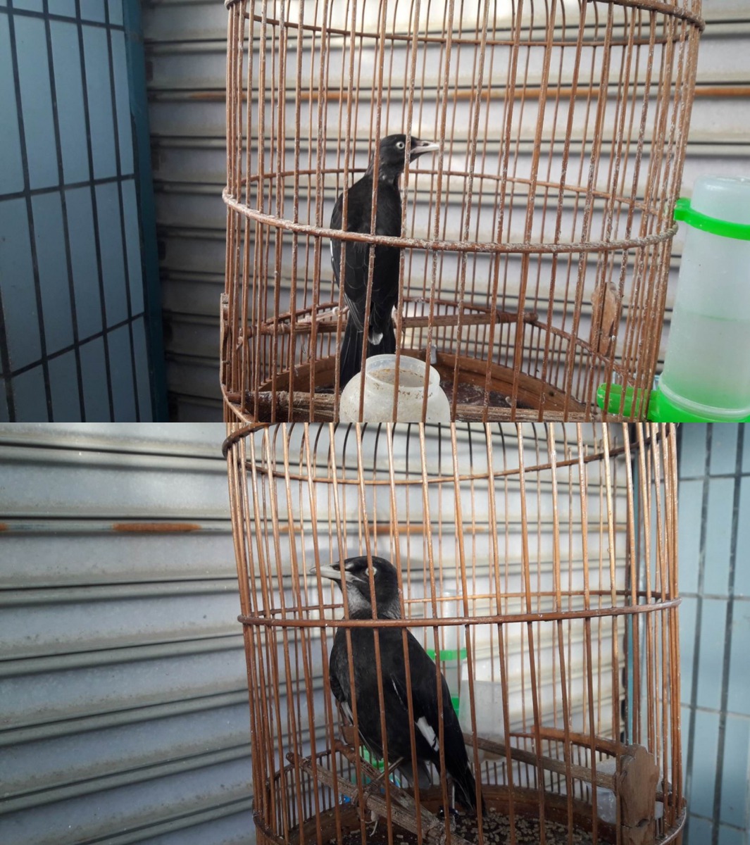 警方於林嫌家中查獲2隻八哥，但對於領角鴞與環頸雉的去向，林嫌聲稱已野放。保七總隊第七大隊/提供