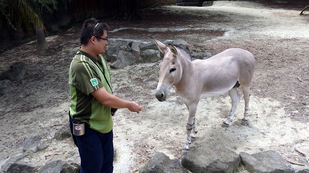 保育員會透過特別設計的動物訓練,讓動物和保育員間建立起互相信任的關係。台北市立動物園/提供