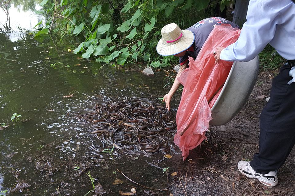 隨意放生外來種生物會危害生物多樣性。資料照,取自國際千場放生臉書