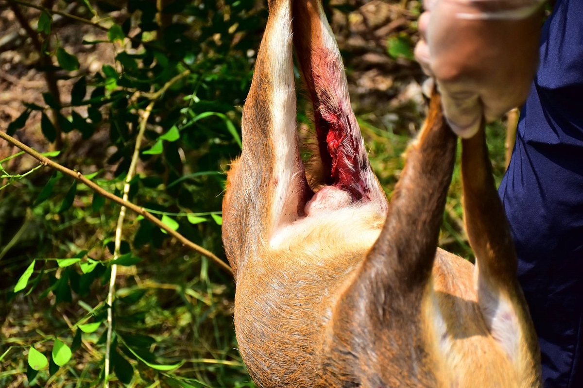 山羌的後腿又少了一大塊的腿肉，推測是被剛才那隻浪犬吃掉了。林先生/提供