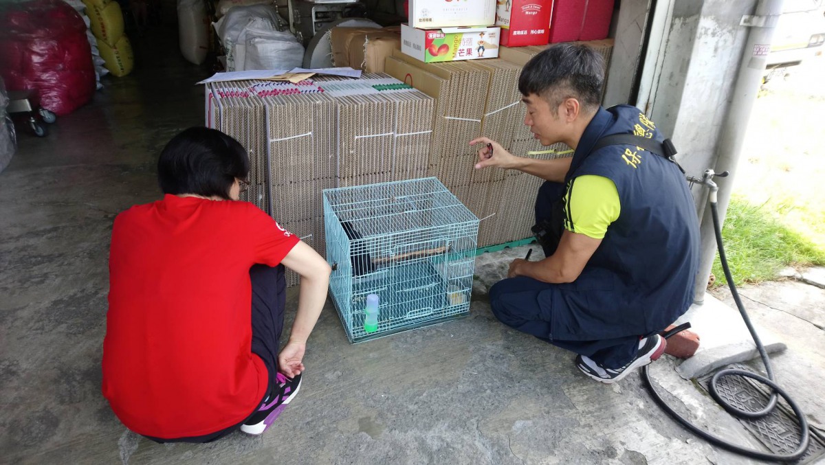 保七巡邏時查獲保育類二級八哥，已由台南市農業局轉專業單位收容。保七總隊第七大隊/提供