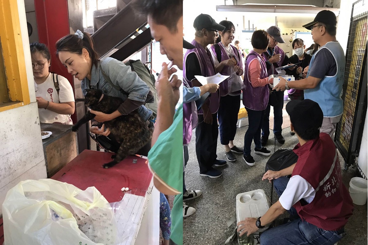 9月30日,新北市動保處會同志工在猴硐貓村全區進行消毒,並幫街貓除蚤、補強狂犬病疫苗與施打三合一疫苗。新北市動保處/提供