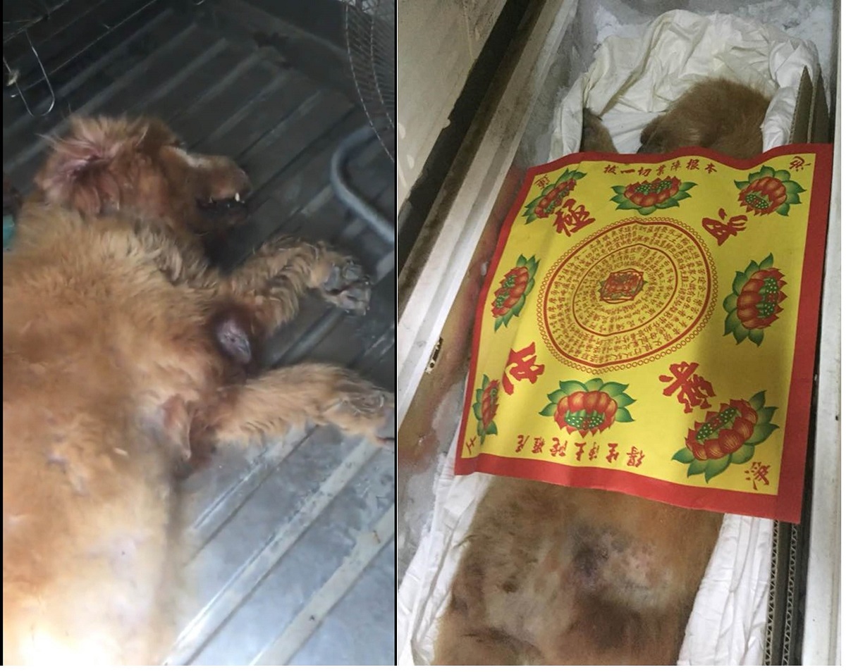 被棄養的其中一隻老黃金至少十歲,左圖為牠死前虛弱的模樣。資料照,中華親善動物保護協會/提供