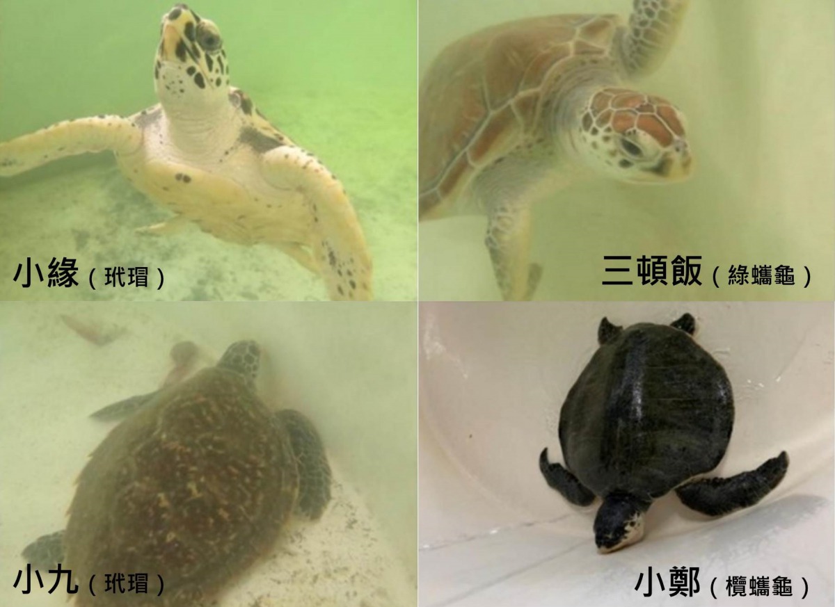 這4隻海龜分別因為不同原因來到海洋大學,如今牠們都已經恢復健康,適合野放,在眾人的擁護下,回到大海的家。基隆動保所/提供