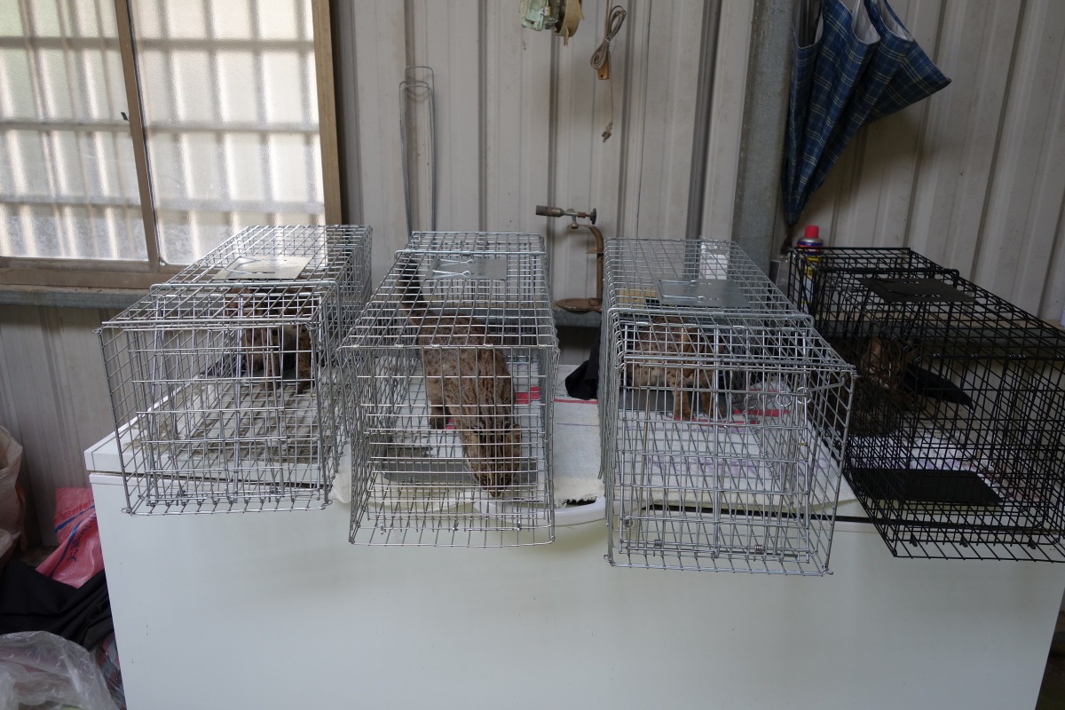 養雞戶並沒有因為損失了雞隻而對石虎展開報復,而是主動通知台灣石虎保育協會將石虎帶回,讓這4隻石虎能夠平安回歸野外。苗栗縣農業處/提供