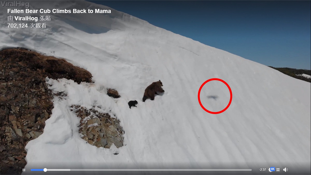 在影片一開始曾出現老鷹的影子,母熊可能將無人機誤認為老鷹。截取自影片
