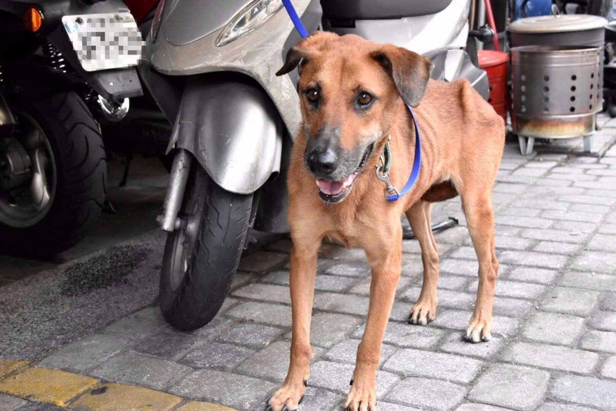 YOYO很乖，雖然會怕生，但現在也逐漸融入狗群了。關懷流浪犬貓鮮食協會/提供