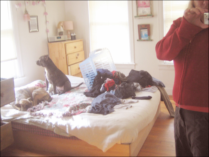 「安全」以及「環境管理」是打造寵物生活環境的兩大原則,家中的危險物品癟應收好。取自flickr