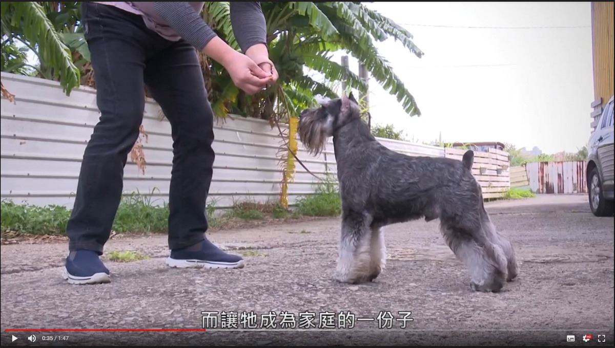 三支動保宣傳影片以生活化的劇情向民眾宣導飼主責任。截取自動保宣導影片「寵物轉型與精進篇」