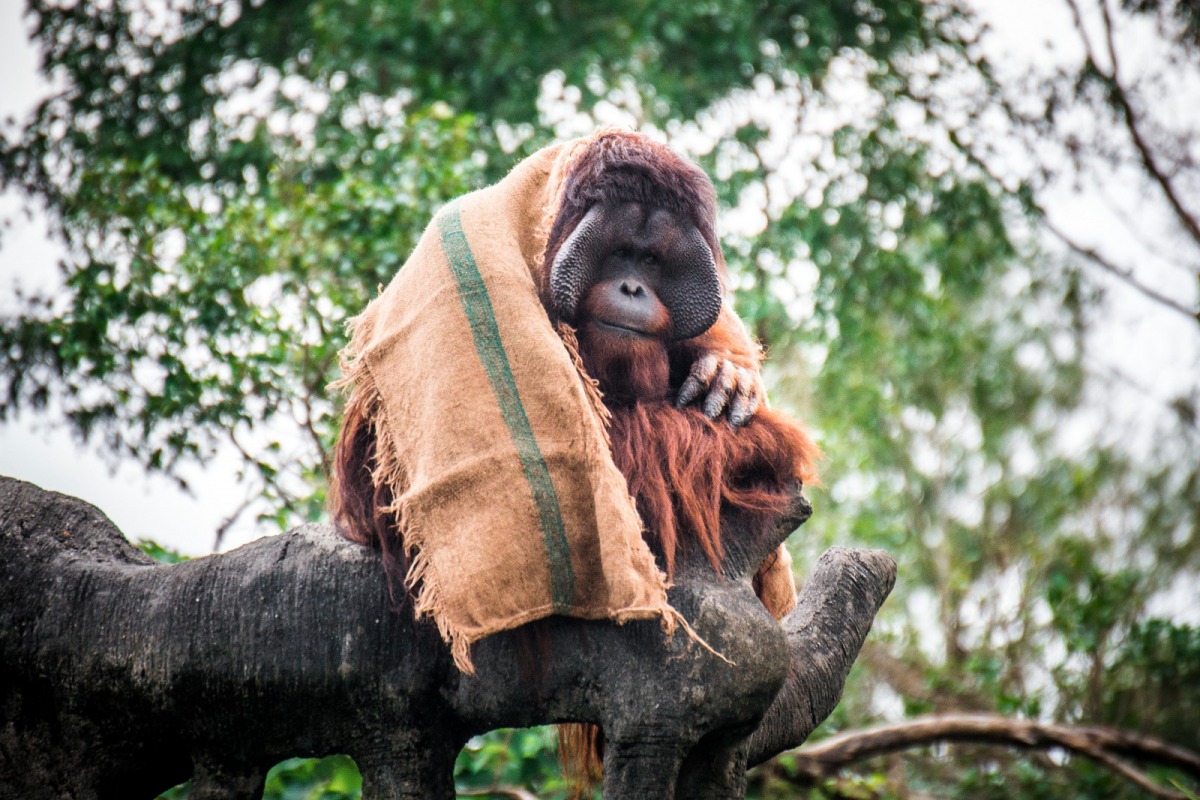 野生動物必須提早準備，儲存足夠的脂肪，才能安穩度過冬季。圖為紅毛猩猩，台北市立動物園/提供
