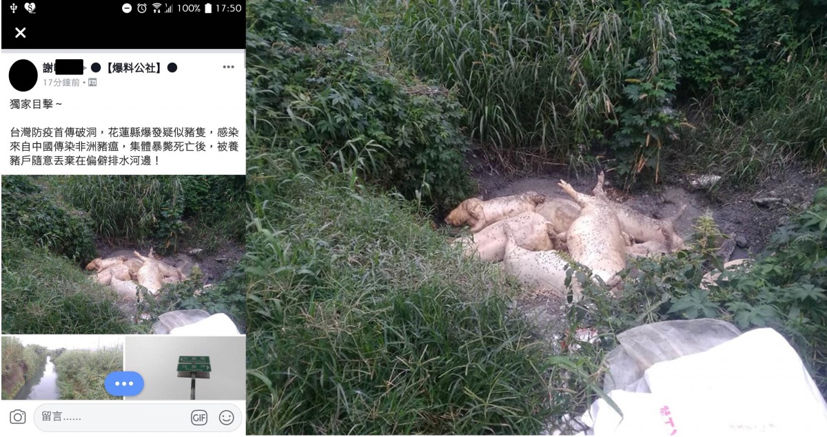 爆料民眾聲稱花蓮縣壽豐鄉有數隻疑似感染非洲豬瘟死亡的豬隻,經檢驗確認無感染非洲豬瘟。翻攝自臉書