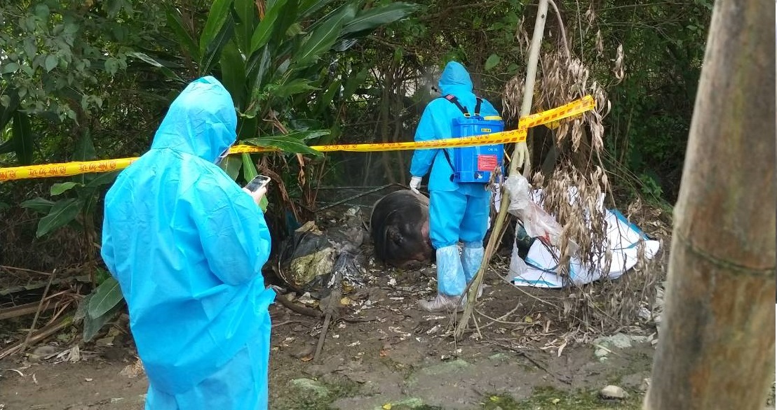 動保處前往豬隻所在地確認豬隻症狀並連繫家衛所送檢事宜。台北市動保處/提供