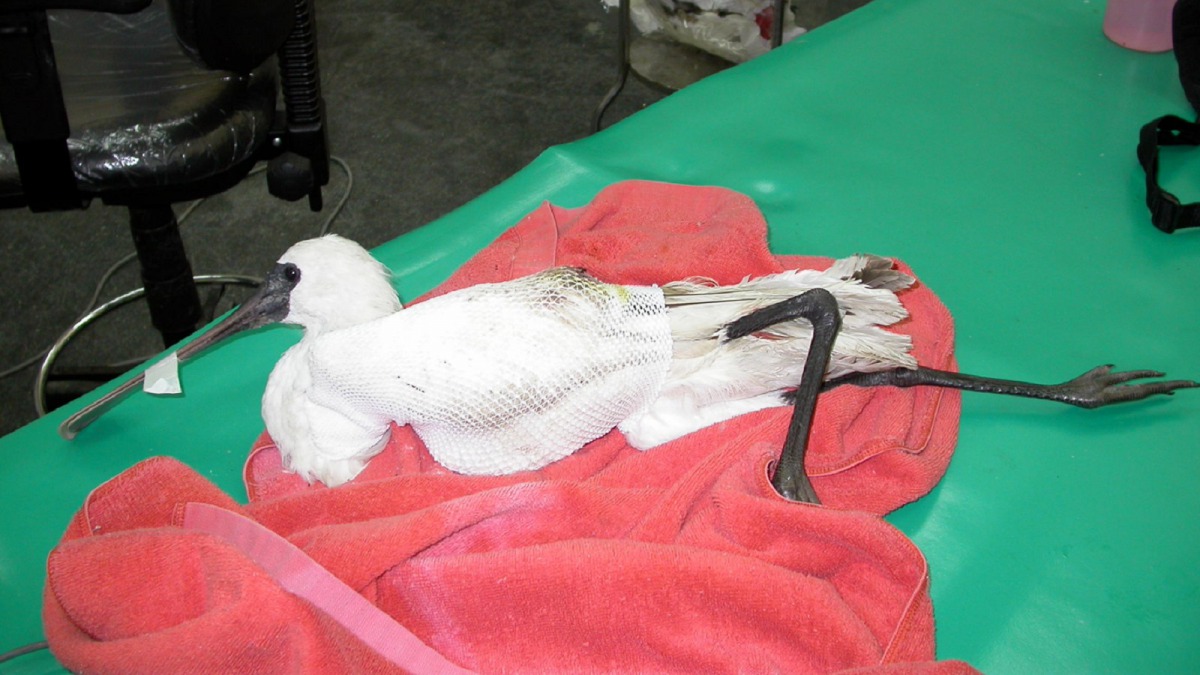 2002年底,「Happy」透過宜蘭縣政府動植物防疫所,到台北市立動物園接受治療。王寶榮/攝,台北市立動物園/提供