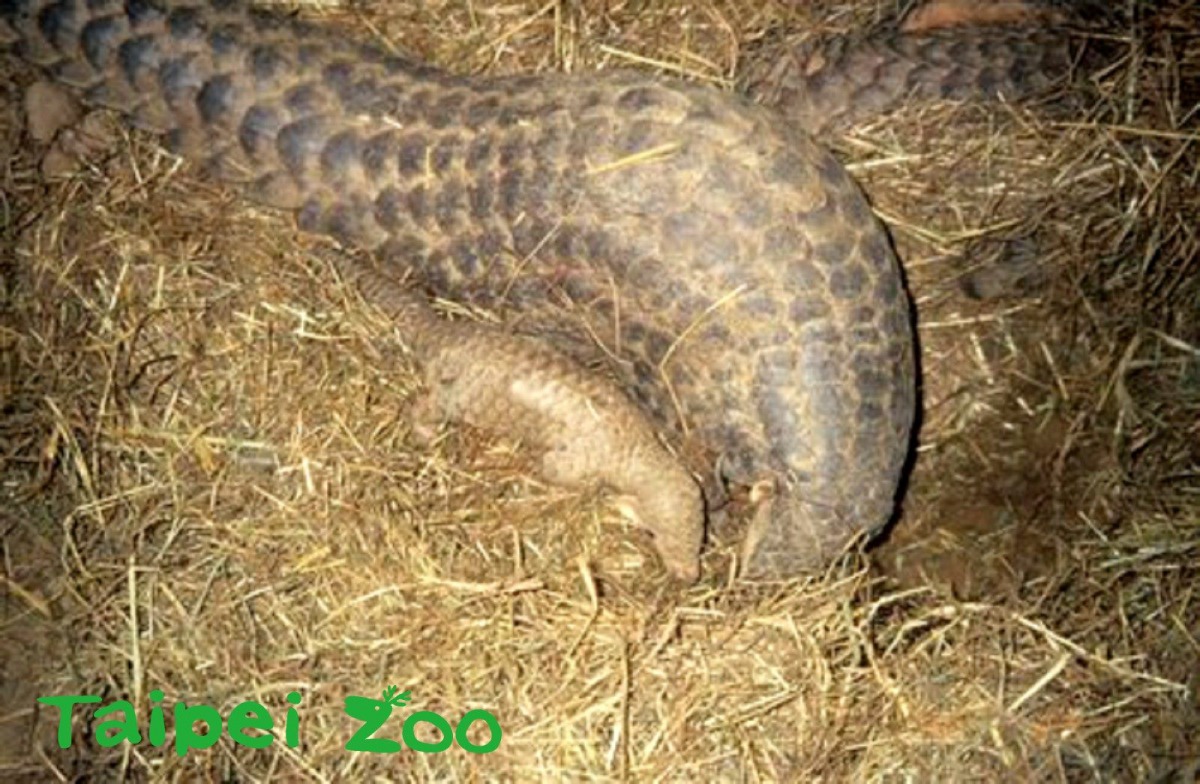 「穿胖」在1997年12月11日誕生，牠是第一隻爸媽在動物園內配對繁殖的穿山甲。周慶璽/攝
