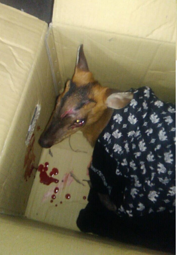 小山羌左前橈尺骨骨折，身上還有多處皮肉傷。新北市動保處/提供