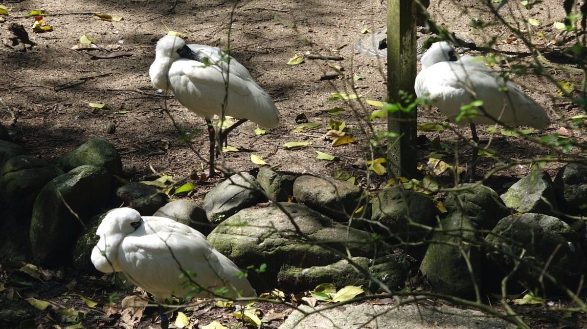 1月初來到臺灣的4隻黑面琵鷺，經過一個月的檢疫期，在2月16日進入生態鳥園。台北市立動物園/提供