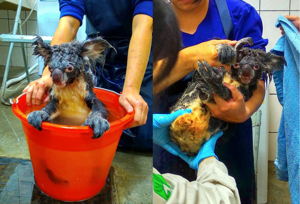 幫「Nicole」洗澡可是大工程呢！台北市立動物園/提供