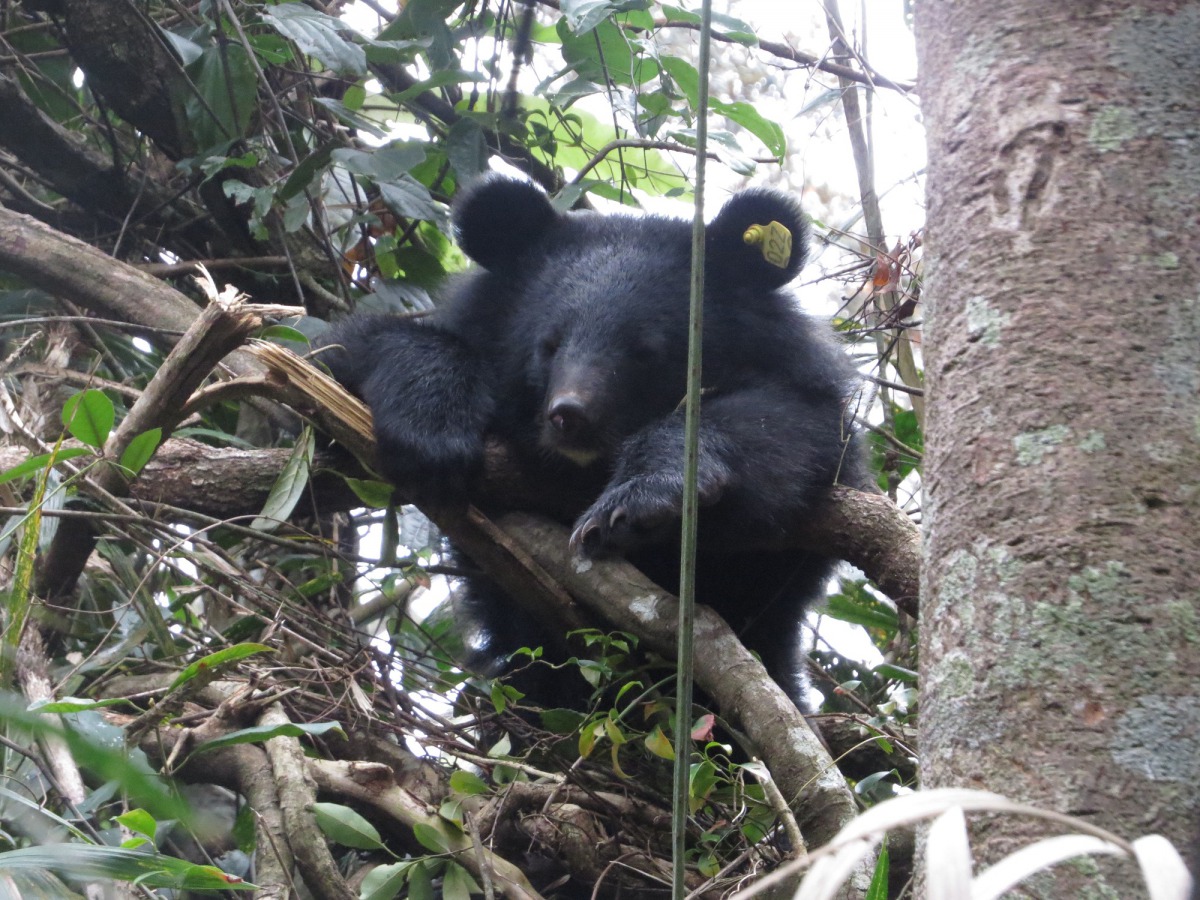 廣原小熊休息睡覺。台東林管處/提供