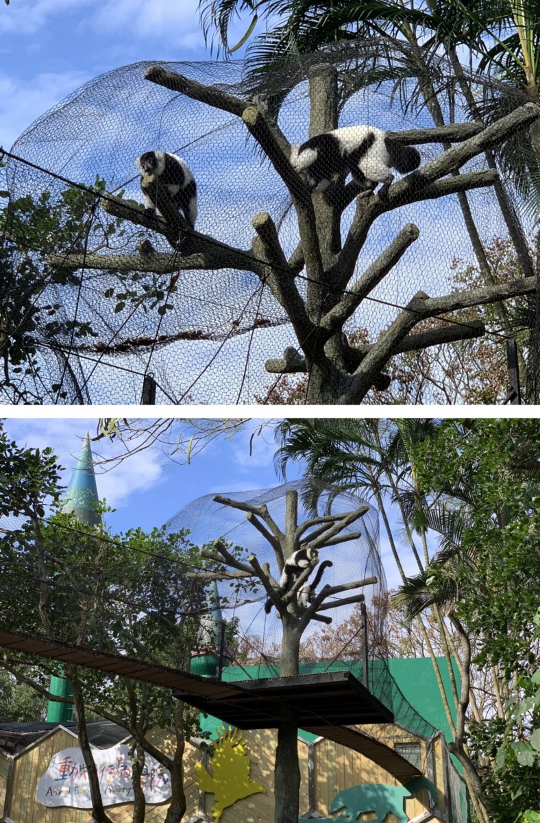 「動物空中走道」中途設置了樹屋，讓活潑好動的狐猴們可以在此處暫時停留。上圖：劉聰毅/提供，下圖：彭仁隆/提供