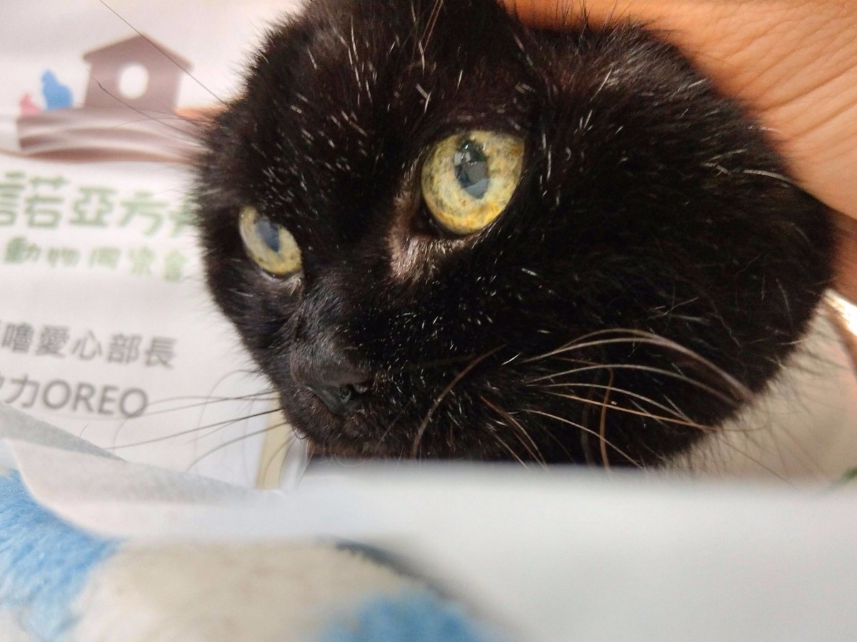 除了年老犬貓，諾亞方舟動物同樂協會也提供病殘犬貓的照護服務。這隻黑貓名叫Oreo，雖然被人類打到半殘，卻仍然親人，得到愛心呼嚕部長的封號。陳璽安/攝