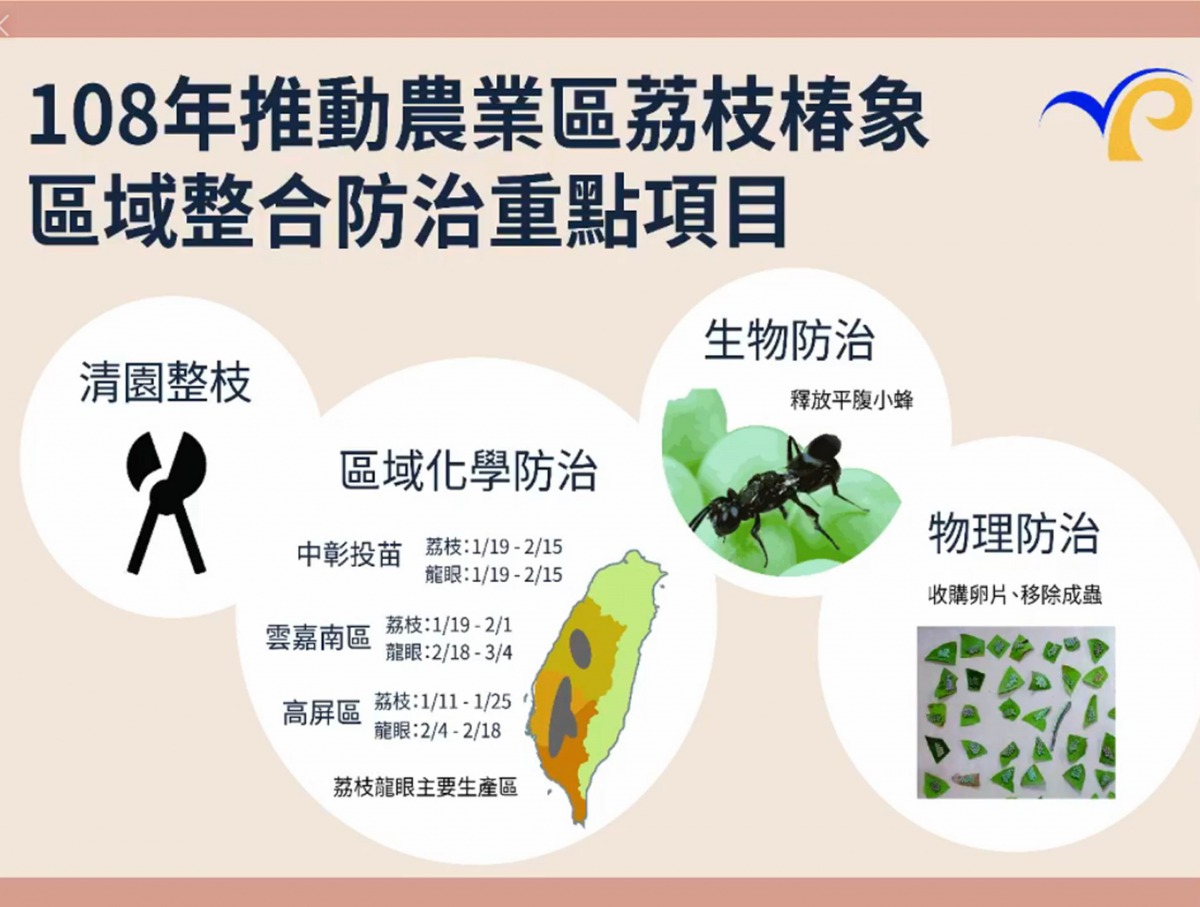 荔枝椿象的防治方法則有「清園整枝」、「化學防治」、「生物防治」及「物理防治」等4種。翻攝農委會直播影片