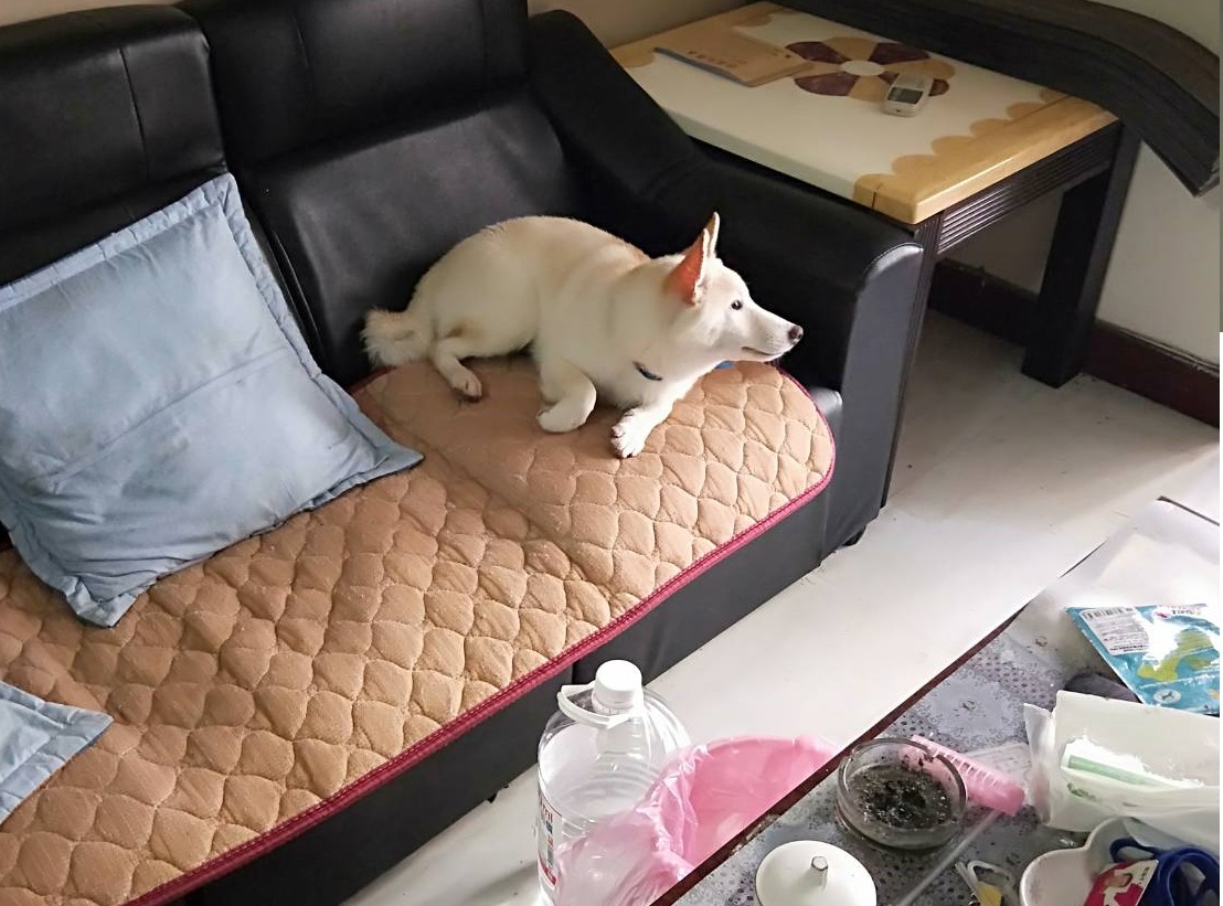 動保員派員到場時，並未見到強迫犬隻站立的行為，只見狗狗側躺在沙發上，神情放鬆。台北市動保處/提供