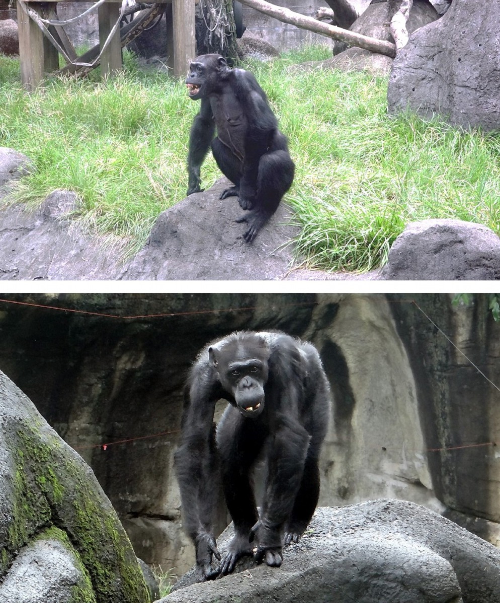 黑猩猩「阿美」,就有著敏銳的觀察力,曾經在室內欄舍中率先發現一條毒蛇,立馬發出警示的尖叫聲,順利讓保育員及時捕捉到這位不速之客。台北市立動物園/提供