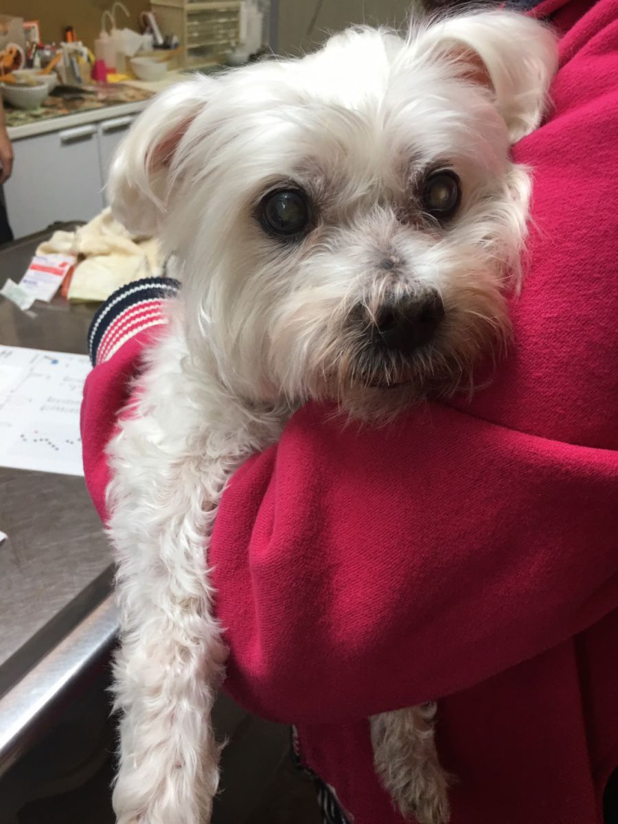 嘟嘟7歲被診斷出心臟病,12歲得到糖尿病,飼主謝美英定期帶嘟嘟去就醫,給予良好的醫療照護。新北市動保處/提供