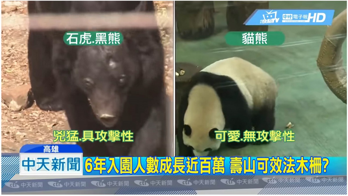 某電視媒體報導指出，台灣黑熊、石虎等動物兇猛具有攻擊性，而大貓熊可愛不具攻擊性。翻攝自Youtube畫面