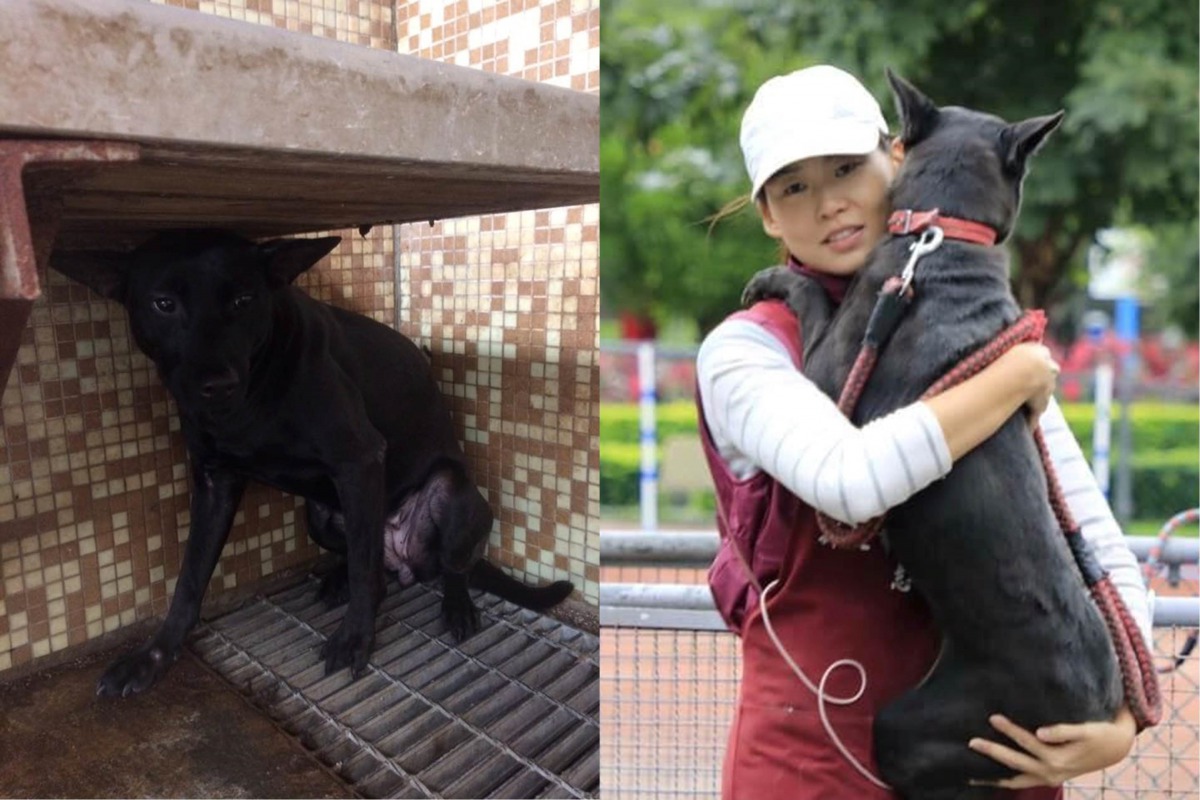 原本對人十分警戒的「小黑點」（左圖），變得會撒嬌、討抱抱了（右圖）。新北市動保處/提供