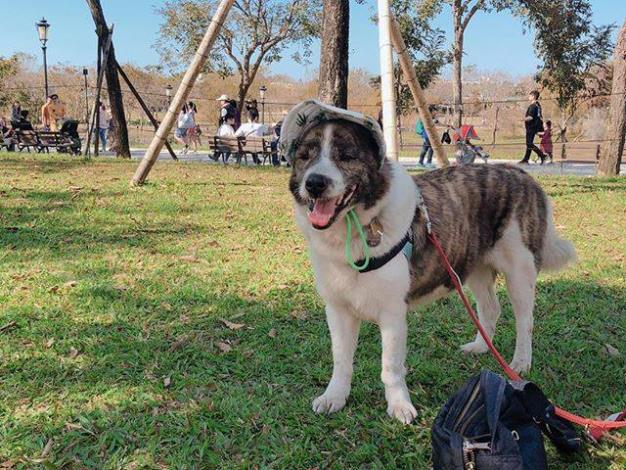 在認養前謹慎自我評估、挑選時多加互動諮詢、認養後加倍耐心與愛心，才不會讓愛心付諸流水。台南市動保處/提供