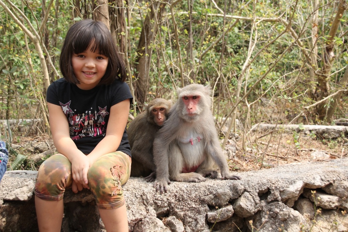 由專業的解說員帶領民眾實際走進山中與獼猴接觸，獨特且深入淺出的導覽形式，深受大小朋友與外國朋友歡迎。台灣獼猴共存推廣協會/提供